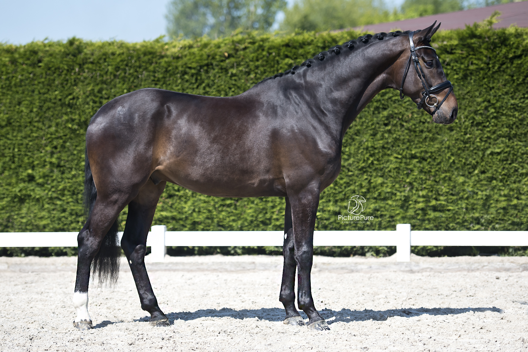 Sold to Slovakia – President Stables